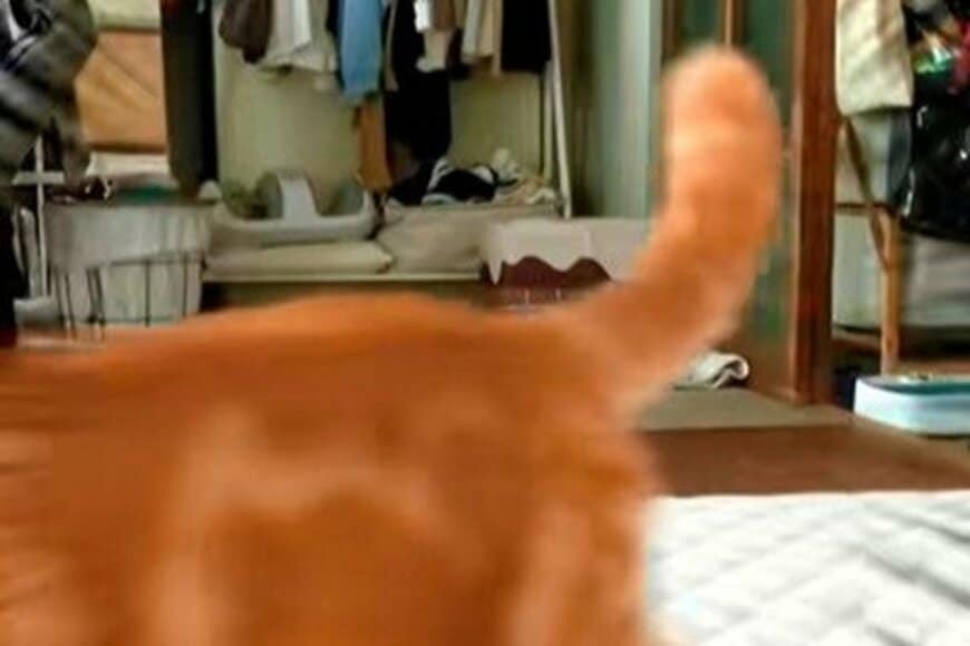 【スルーする猫ちゃん】こっちに来てくれるかと思いきや…　素通りされる飼い主さんが切ない
