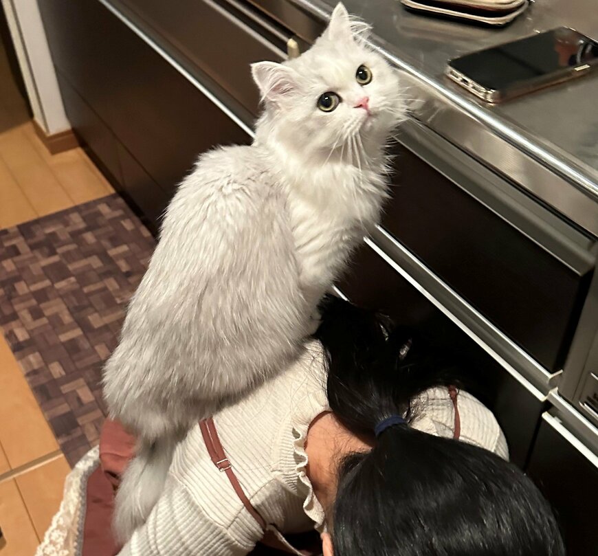 出所：@NEKOLAND13