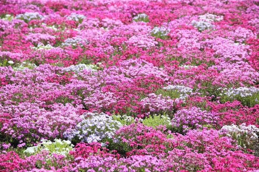 【ガーデニング】春に花咲くグランドカバー7選＆うまく育てるコツ！庭で花の絨毯を楽しみたい