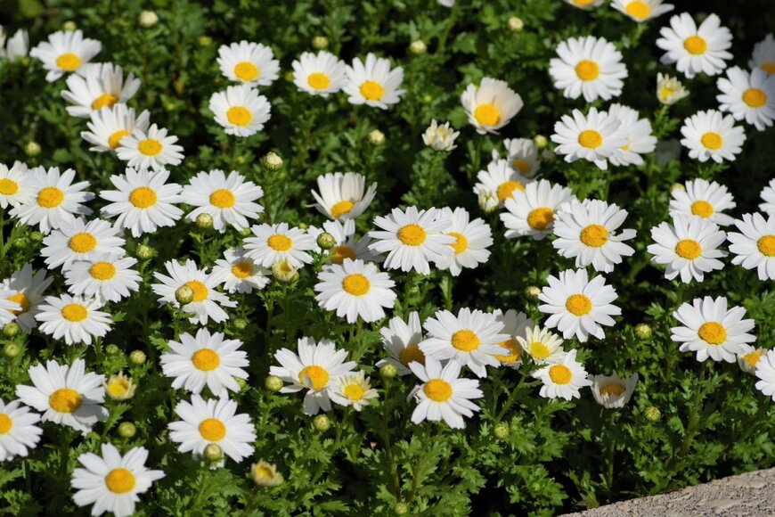 Honki Kumanyan/shutterstock.com