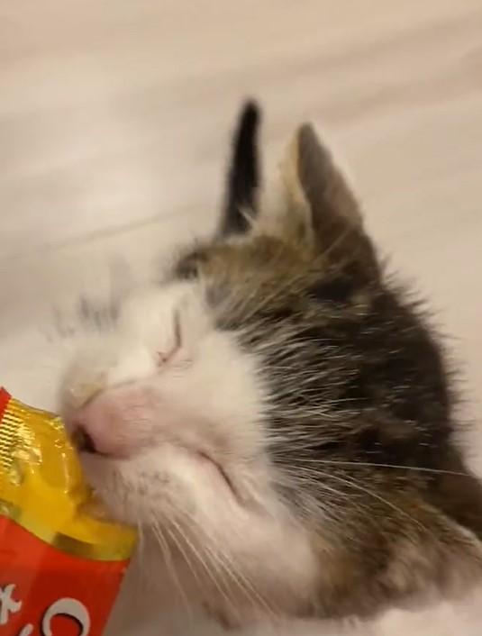 出所：@Saeroyi_cat