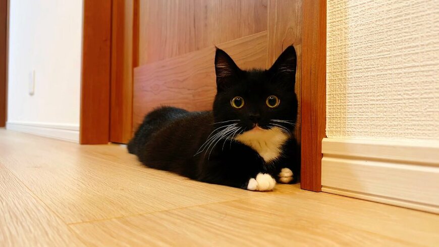 「ご飯たくさんあげちゃいそう」自動給餌機だけど…飼い主さんを見つめる猫ちゃんの表情に注目