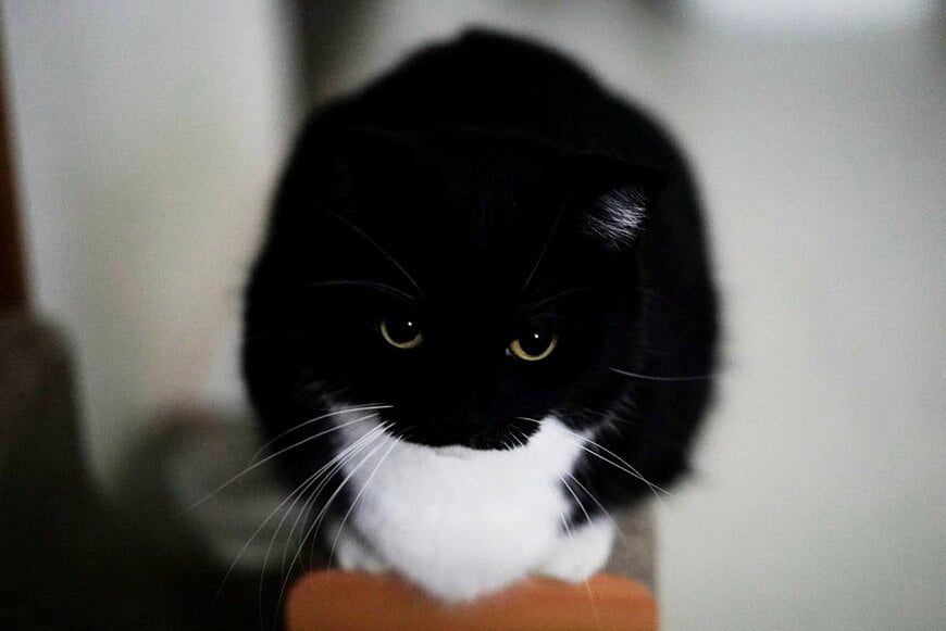 【○→△→□】形がコロコロ変わる猫ちゃんが話題「変身能力者だね！」と思わず二度見する姿に反響