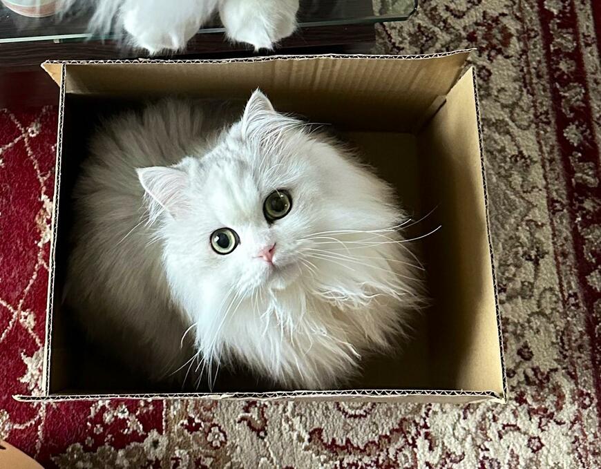 出所：@NEKOLAND13