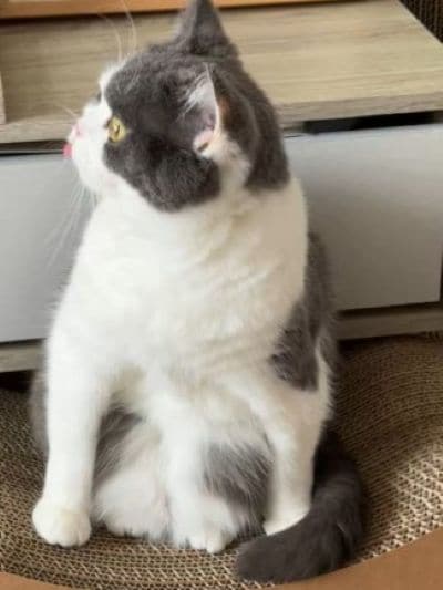 ペンギンのように座る猫さん　想像以上に“脱力感”あふれる顔に笑ってしまう