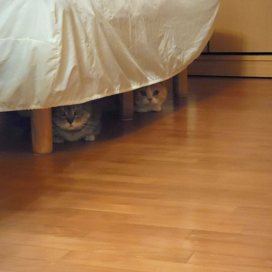 出所：@nekotansoku