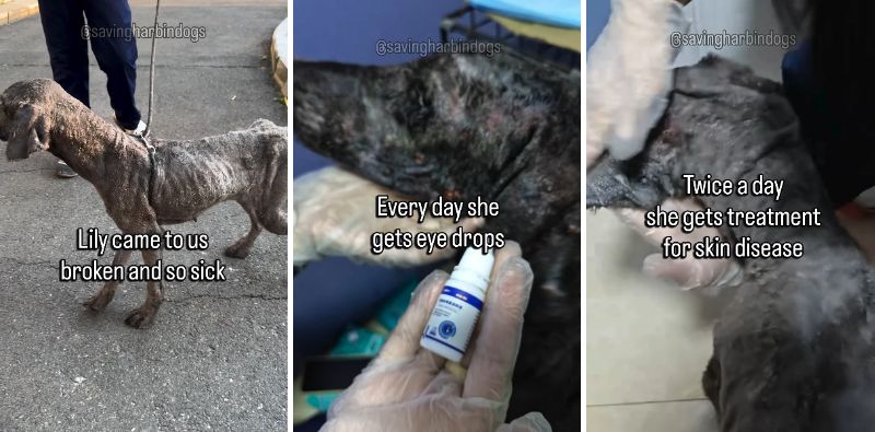 出所：<u><a href="https://www.instagram.com/p/DdWBmfXPoIp/" target="_blank">@savingharbindogs</a></u>