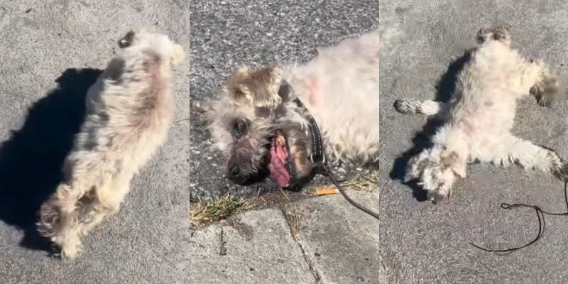 路上で横たわる老犬の様子