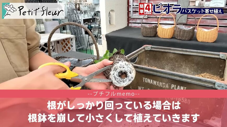 プチフルール 園芸Ch(@petit_fleur)さん投稿動画のキャプチャ
