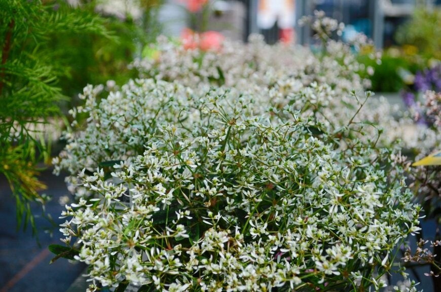 白い小花を咲かせている、ユーフォルビア・ダイヤモンドフロスト