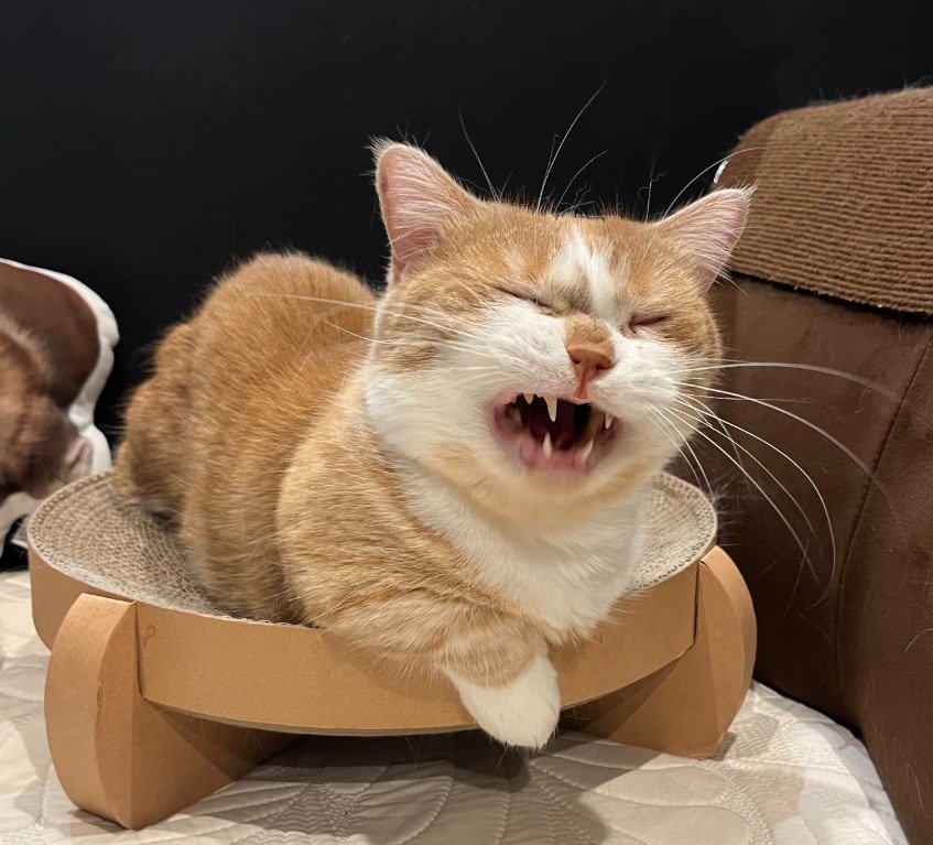 悪そうな顔です