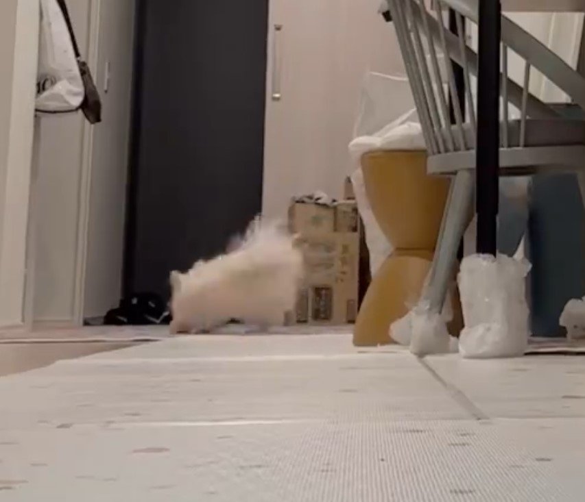 遊ぶポメラニアン