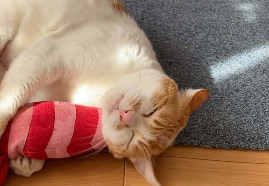 おもちゃを抱きしめて眠る猫