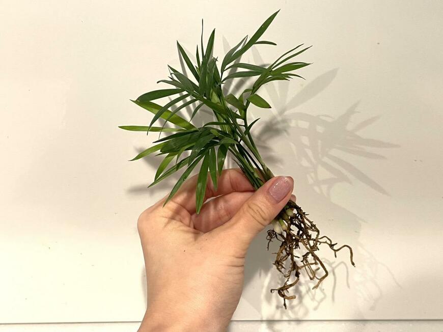 キャンドゥ「テーブルヤシ」