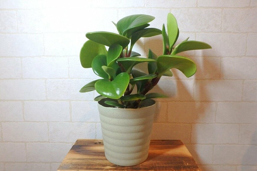 ダイソー、観葉植物ペペロミアの写真