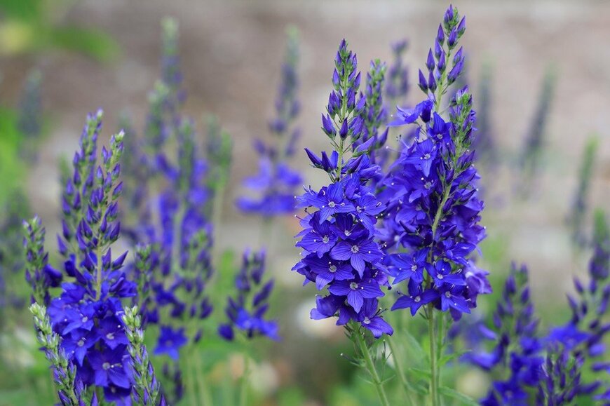 濃いブルーの花を咲かせている、ベロニカ