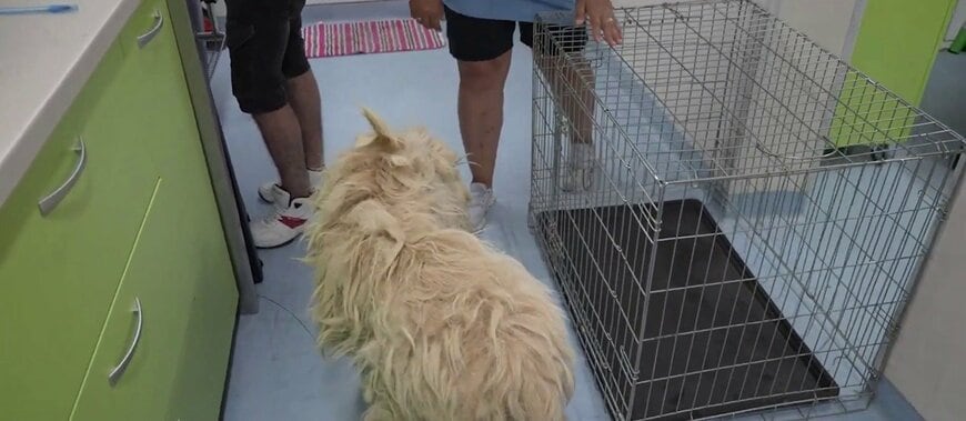 保護された当時の様子