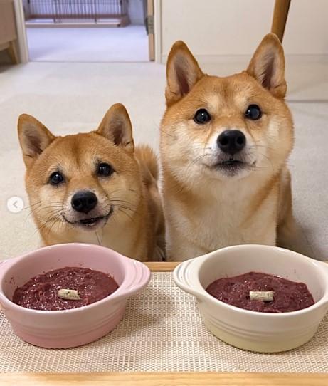 ご飯を待つ2匹の犬