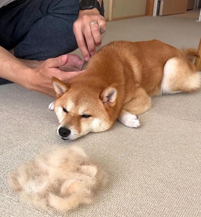 ブラッシングされる犬