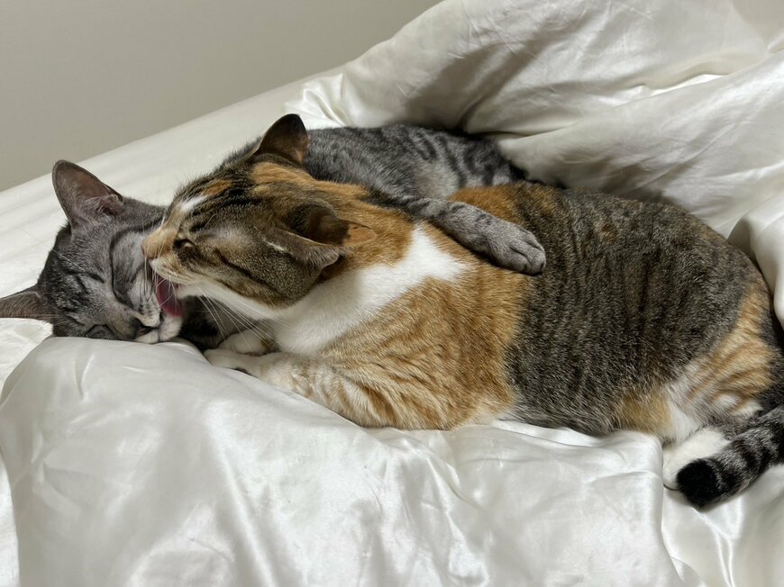 寄り添う2匹の猫