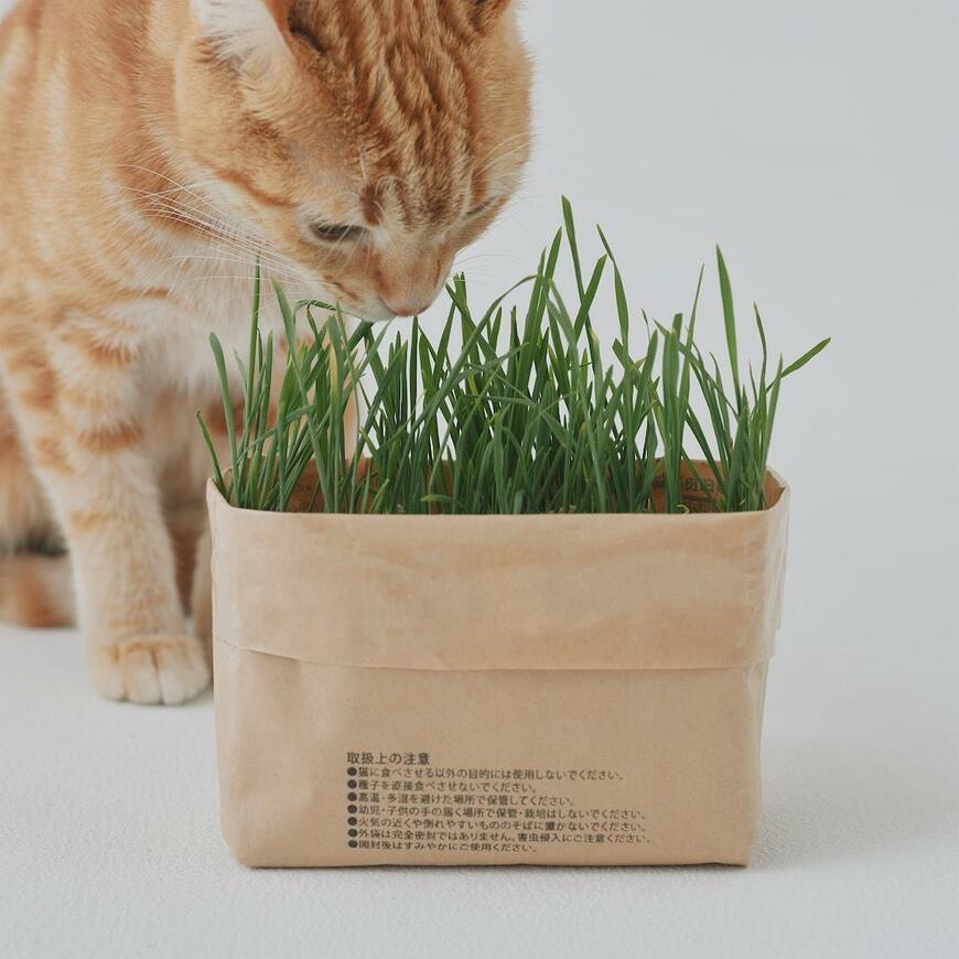 無印良品、土を使っていない 猫草栽培セット商品画像