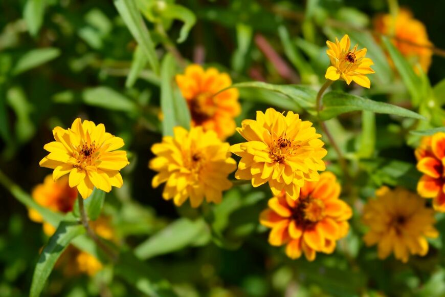 オレンジのジニアの花