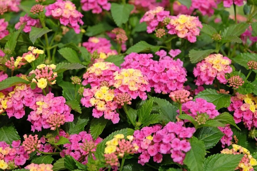 ピンクと黄色、ツートーンのランタナの花々