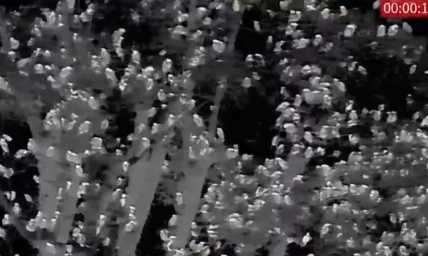 数百羽規模であることがわかるムクドリの映像