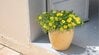 植えどきは今！秋までずっと咲く「猛暑や乾燥に強い花」ハッと目をひく〈鮮やかカラー〉が夏にぴったりな3品種